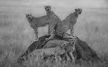 "Mamma Sita & Cubs" Cheetah Family  Wildlife Photography thumb