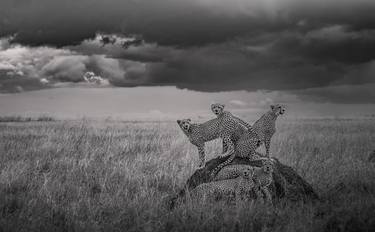 Original Fine Art Cats Photography by Deanna Deshea