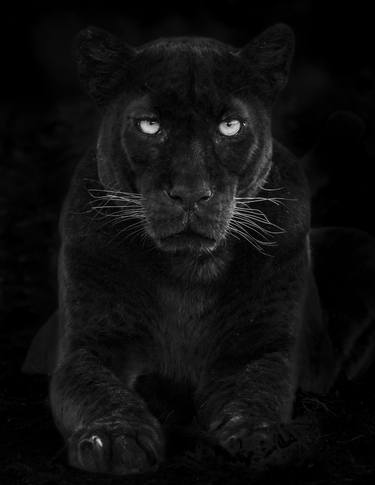 "Loshami" Black Panther Cat Leopard Wildlife Photography thumb