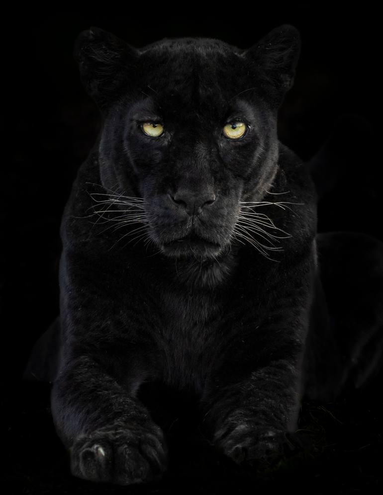 Original Art Deco Animal Photography by Deanna Deshea