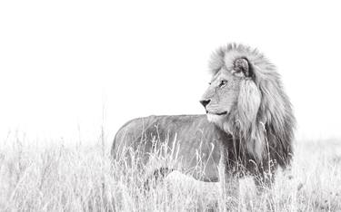 "Savanna Marley" Serengeti Savanna Lion Wildlife Photography thumb