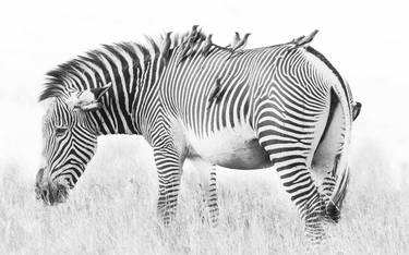 "Kupigwa" Grevy's Zebra Africa Wildlife Photography thumb