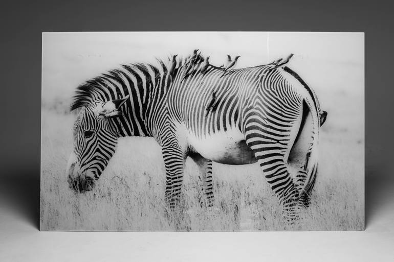 Original Abstract Animal Photography by Deanna Deshea