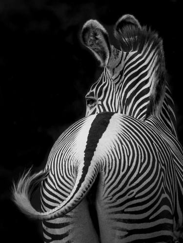 "Shujaa" Grevy's Zebra Africa Wildlife Photography thumb
