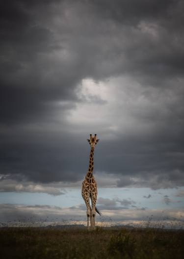 "Hadiza" Rothschild's Giraffe Savanna Africa Wildlife Photography thumb