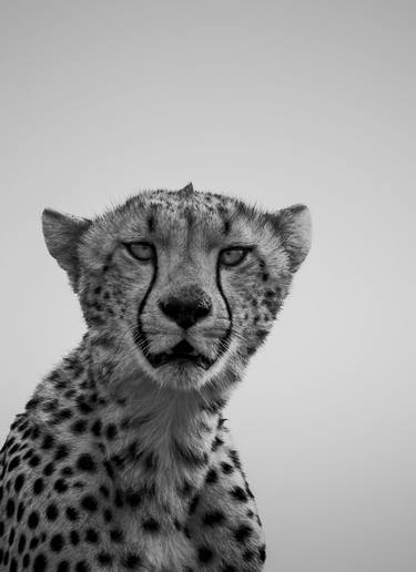 "Matangazo" Cheetah Big Cat Wildlife Photography thumb