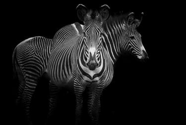 "Kupigwa" Grevy's Zebra Africa Wildlife Photography thumb