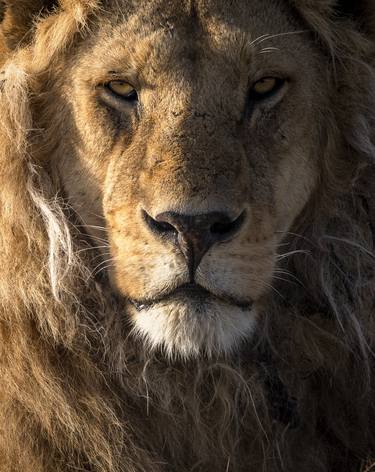 "King Amana" Africa Lion Big Cat Wildlife Photography thumb