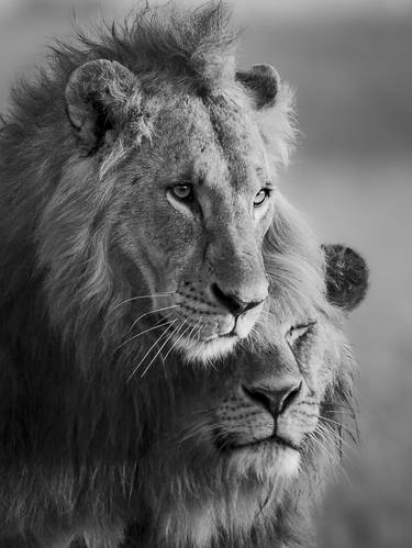 "Elengat & Selengei" Lion Brothers African Wildlife Photography thumb