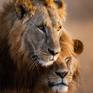lion brothers