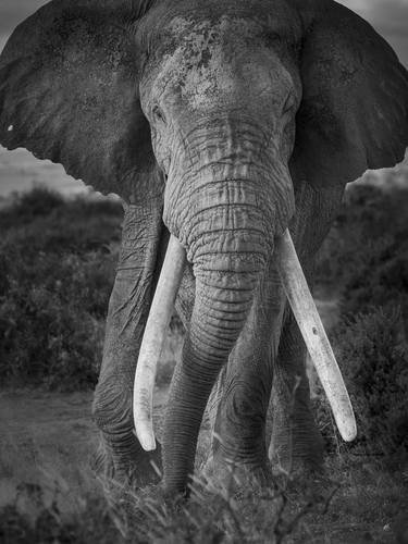 "Ulysses" Big Tusker African Elephant Wildlife Photography thumb