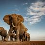 elephant herd in Amboseli