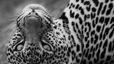 "Tsavo" Leopard Big Cat Wildlife Photography thumb