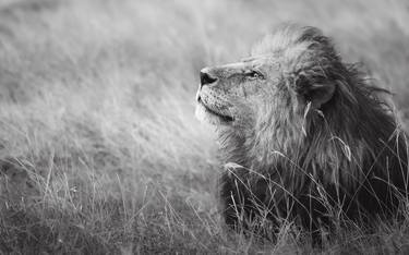 "Warrior Bob Jr" African Lion Big Cat Wildlife Photography thumb