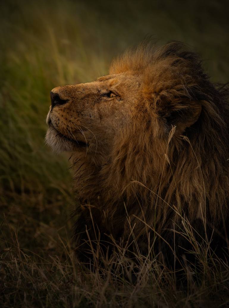 Lion Sita The Cheetah Warrior Bob Jr African Lion Big Cat Wildlife