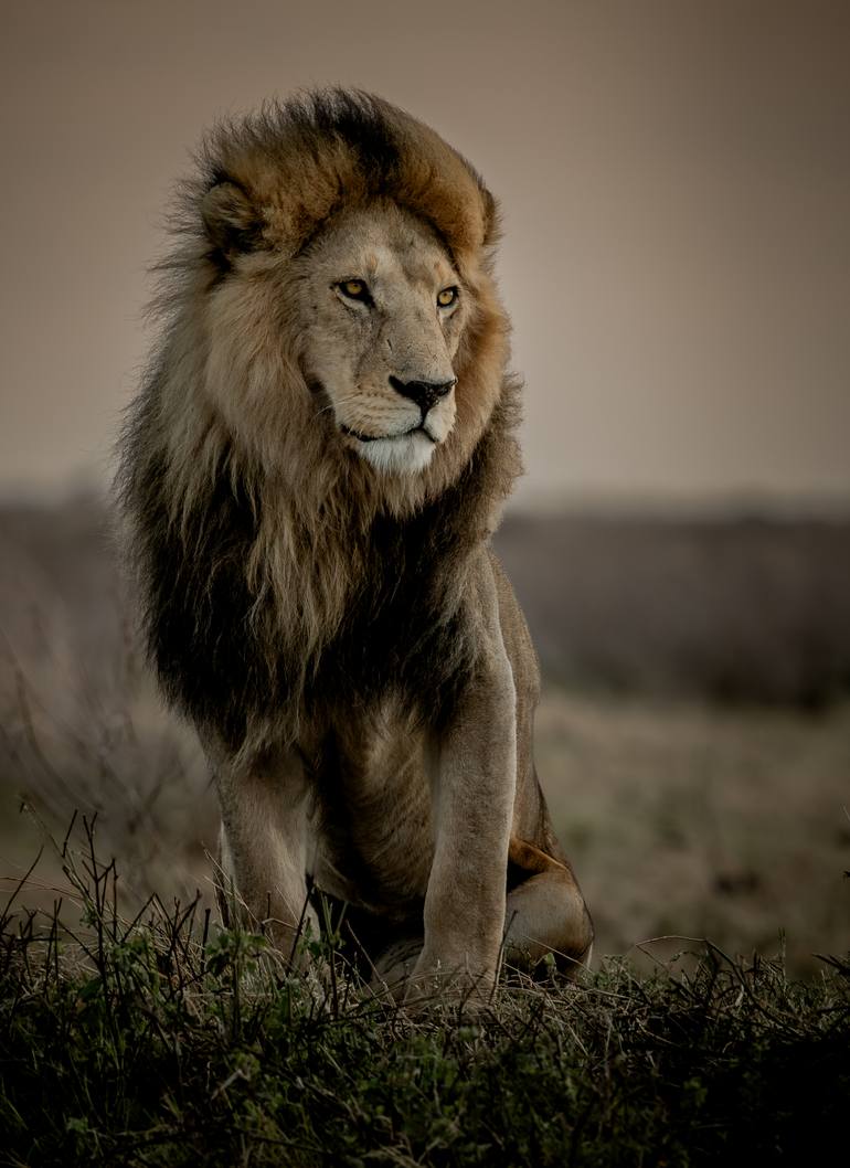 Original Art Deco Animal Photography by Deanna Deshea
