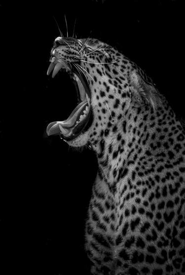 "Lorian" Leopard Wildlife Photography Africa Big Cat thumb
