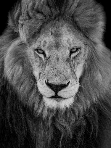 "King Marley" Lion Wildlife Photography Serengeti Big Cats thumb