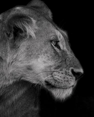 "Nala" Lioness Wildlife Photography Serengeti African Lion thumb