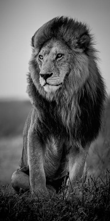 "Marley Warrior" Lion Wildlife Photography Savanna Big Cat thumb