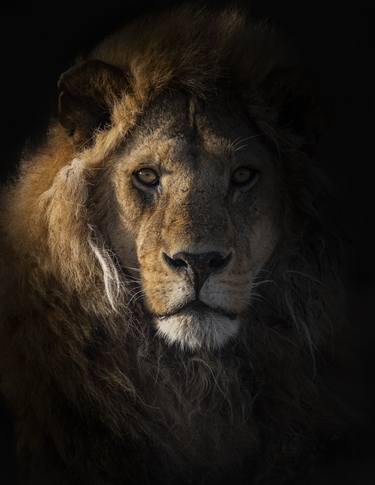 "Amana" African Lion Wildlife Photography Serengeti Big Cats thumb