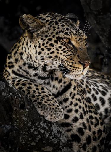 "Mama Namiri" Serengeti Leopard Big Cat Wildlife Photography thumb