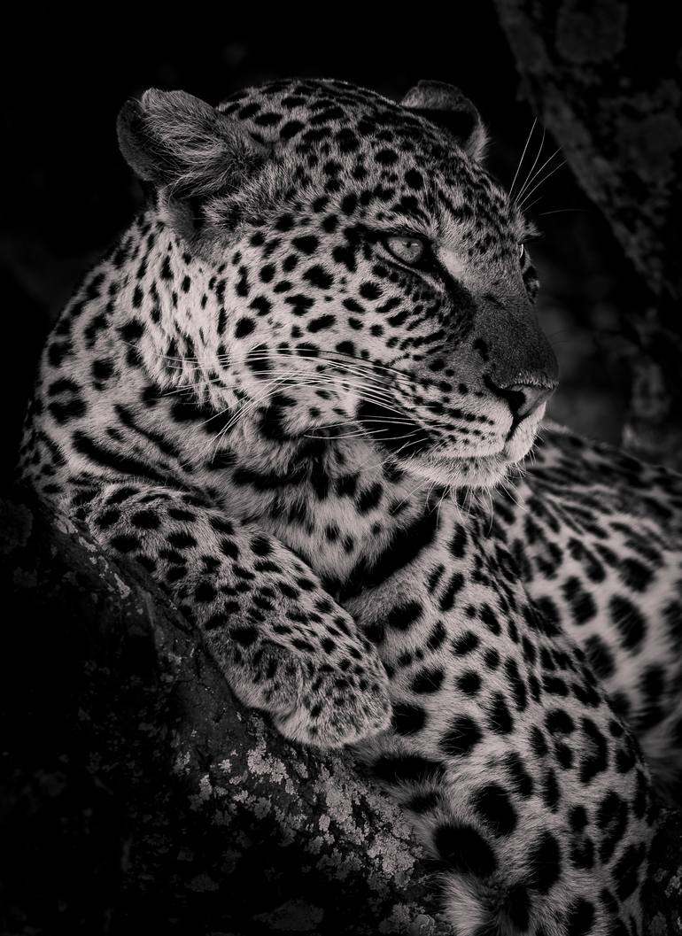 Original Contemporary Animal Photography by Deanna Deshea
