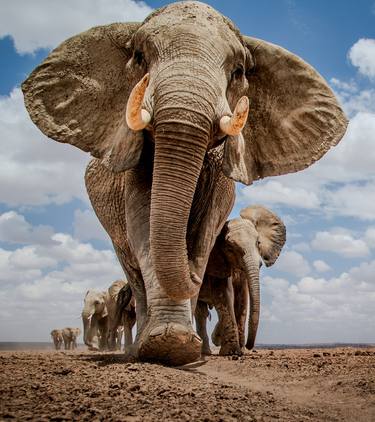 Original Contemporary Animal Photography by Deanna Deshea
