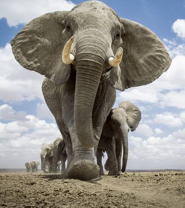 "Lulu" Baby Elephant Wildlife Photography Amboseli Landscape thumb
