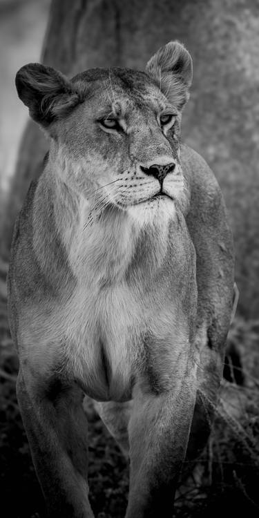 "Dara" Lioness Wildlife Photography Savanna Big Cat thumb
