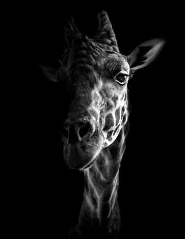 "Edd" of Giraffe Manor Rothschild's Africa Wildlife Photography thumb