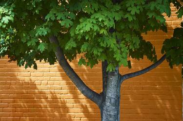 Print of Abstract Tree Photography by Philip Stewart