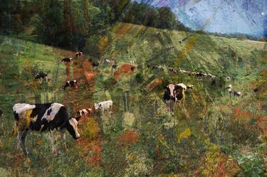 Print of Expressionism Cows Photography by Philip Stewart