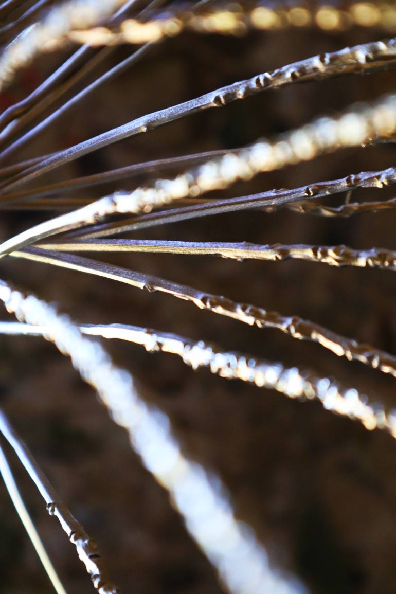Original Contemporary Nature Sculpture by Marta Ornelas Monteiro