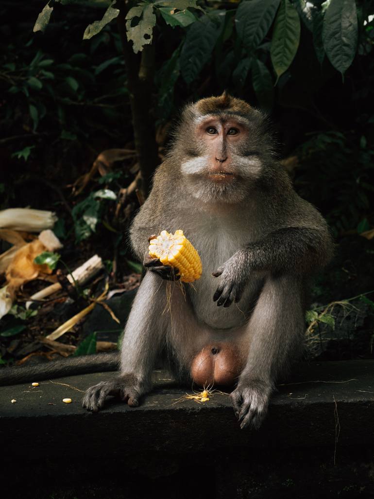 Praise the day - macaque- - Print