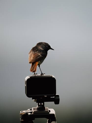 Print of Conceptual Animal Photography by Máté Palumbéli