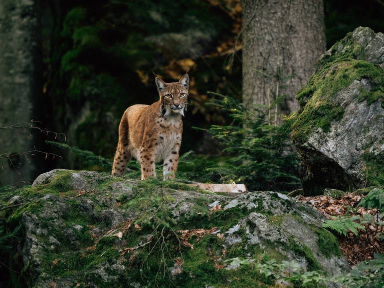 Print of Photorealism Animal Photography by Máté Palumbéli