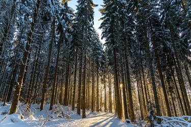 Winter forest thumb