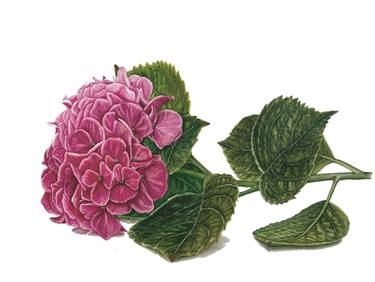 Print of Botanic Paintings by Alisa Vovk