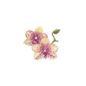 Grosseto Orchid Family