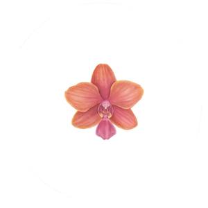 Paprika Glow orchid