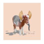 Collection New Collection: Over $500