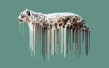 Snow Leopard - Sage - Limited Edition 25 of 50 thumb