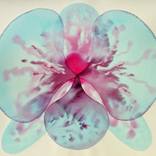 Orchid by Jitka Anlaufova