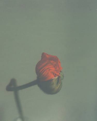 Icelandic Poppy (medium format film) thumb