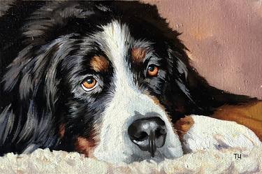 Miniature «Bernese Mountain Dog» thumb