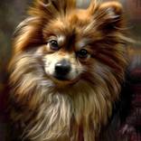 Oil painting. Spitz. Portrait of a dog. by Tatjana Cechun