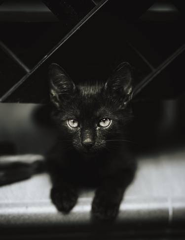 BLACK CAT thumb