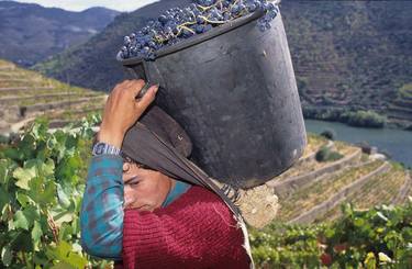 Grape Harvest in the Douro Valley thumb