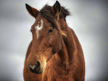 Original Horse Photography by Luis Veiga